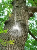 eikenprocessierups boom google